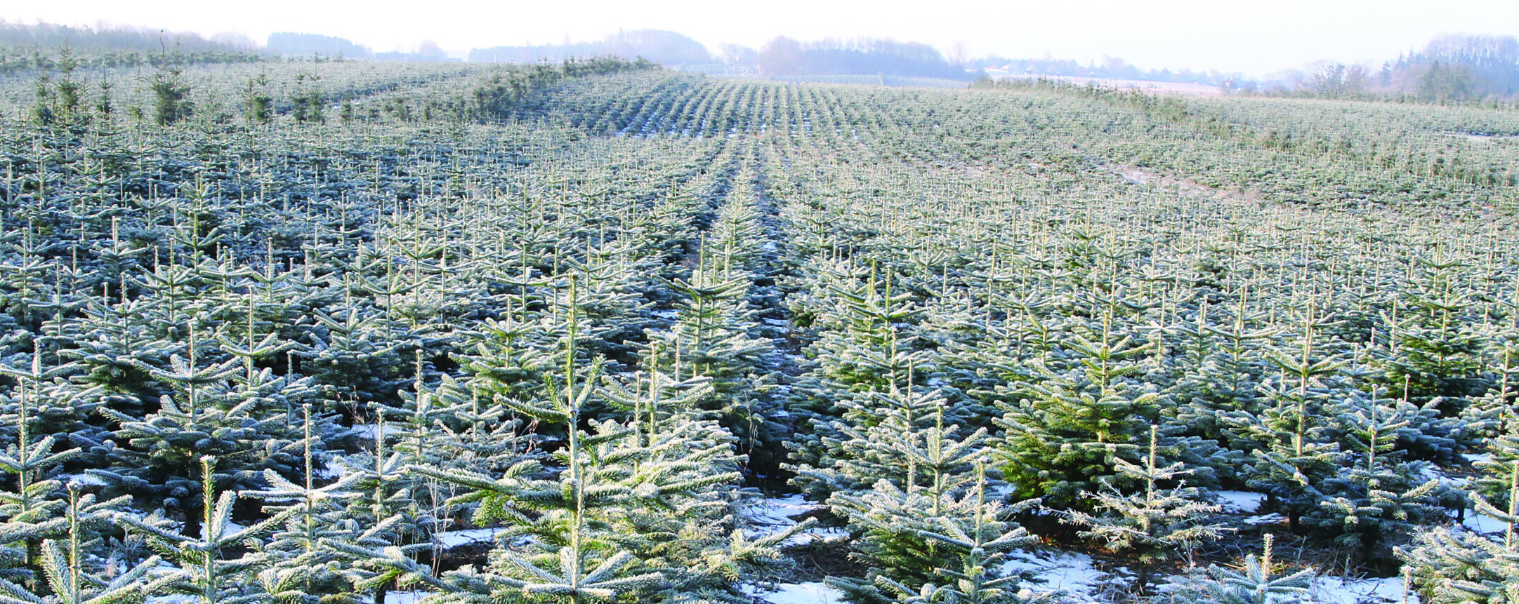 Winter: Arbodania-Nordmanntannen in den Weihnachtsbaumfeldern bei Gut Lundbygaard