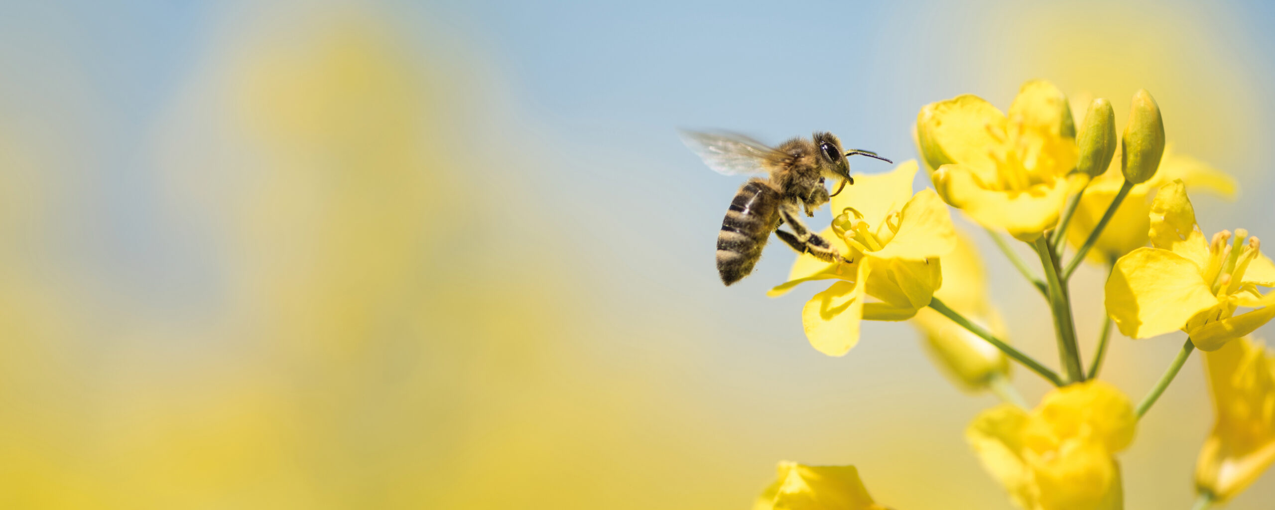 Honigbiene sammelt Pollen auf einer gelben Rapsblüte