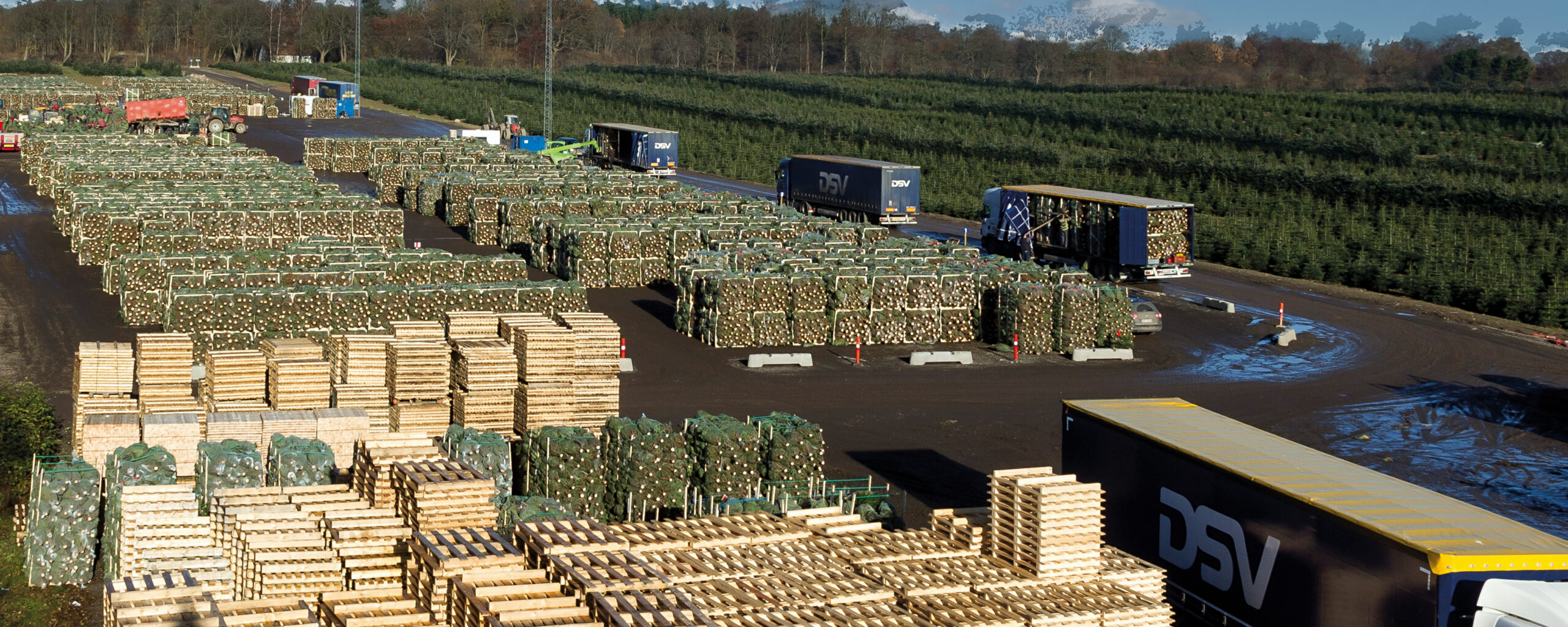 Beladung von LKWs im Saisonlager von Weihnachtsbaumpaletten in Arbodania